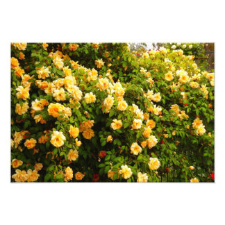 Flower Garden Photo Print