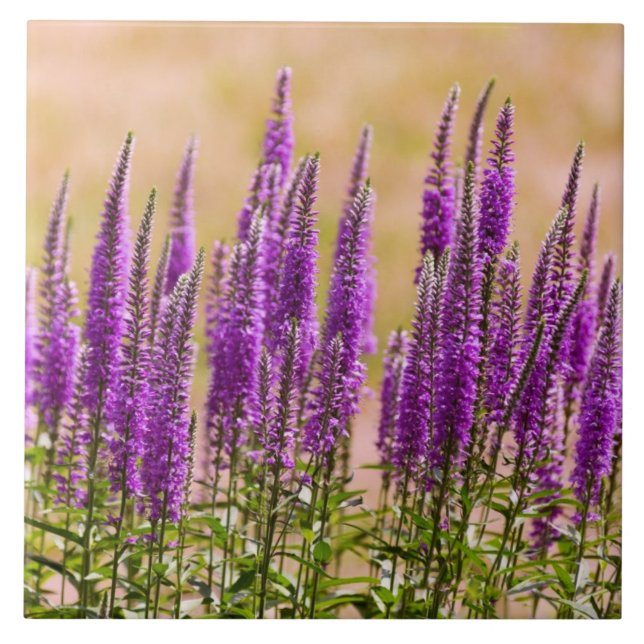 Flower - I dream of lavender Tile (Front)