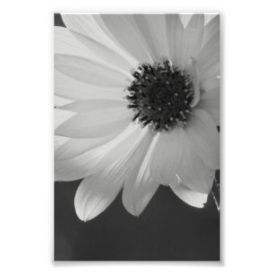Flower in B/W Photo Print