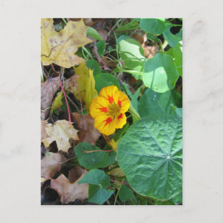 Flower in Leaves Postcard