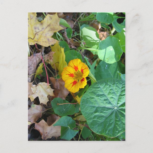 Flower in Leaves Postcard (Front)