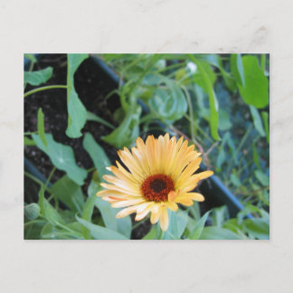 Flower in Leaves Two Postcard