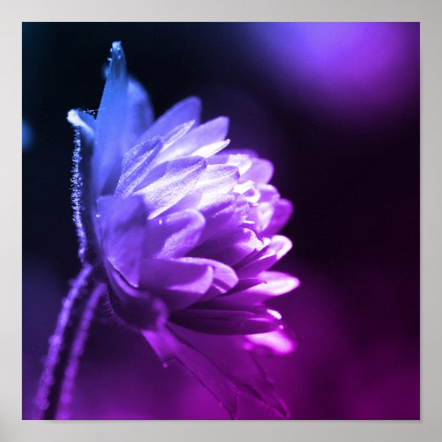 Flower In Sunlight Black And White Colour Tint Poster (Front)