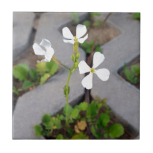 Flower in the parking lot tile