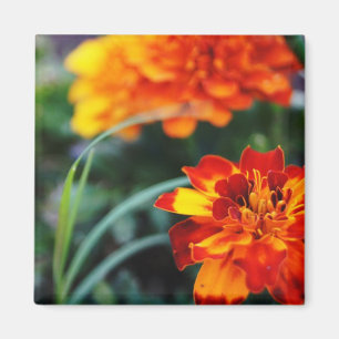 Flower Magnant Magnet