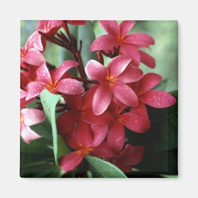 Flower Magnet (Front)