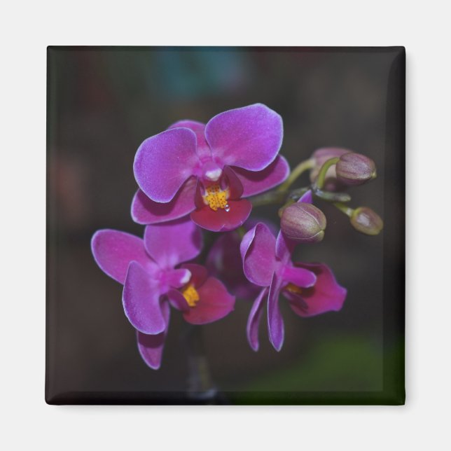 Flower Magnet purple orchid (Front)