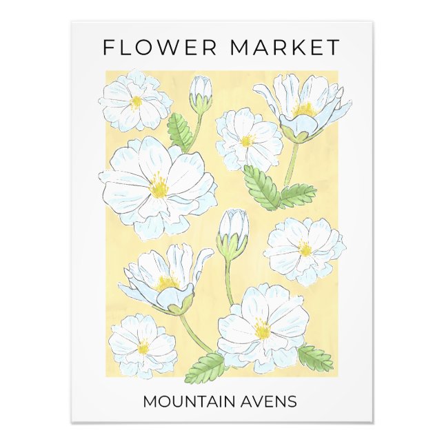 Flower Market White Alpine Mountain Aven flowers Photo Print (Front)