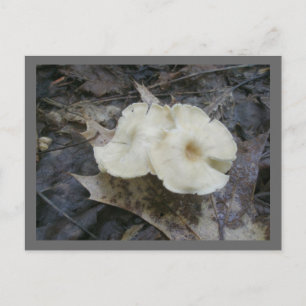Flower Mushrooms Postcard