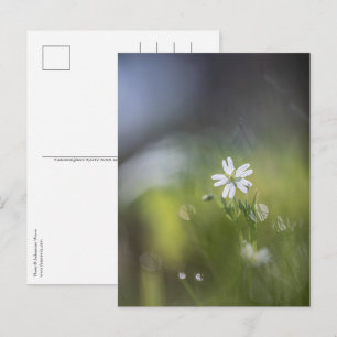 Flower Nature Photo Postcard