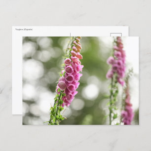 Flower Nature Photo Postcard