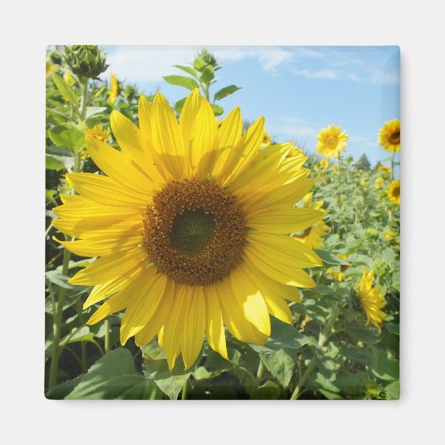 flower, nature, sunflower, summer, blossom, plant, magnet (Front)
