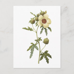 flower-of-an-hour(Hibiscus trionum) by Redouté Postcard