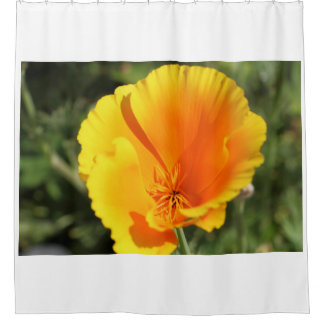 Flower of California poppy in a garden Shower Curtain