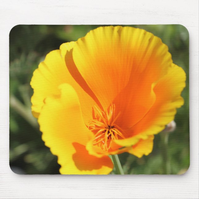 Flower of California poppy Mouse Mat (Front)