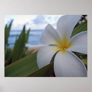Flower on the Beach Poster