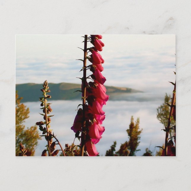 Flower Over Clouds Postcard (Front)