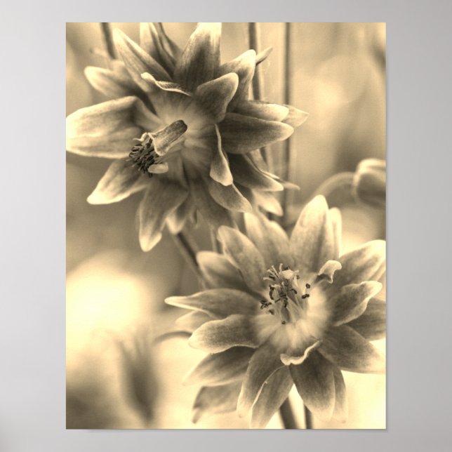 Flower Pair In Sepia Tint Poster (Front)