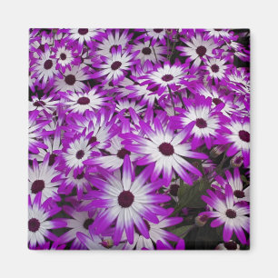 Flower pattern, Kuekenhof Gardens, Lisse, Magnet