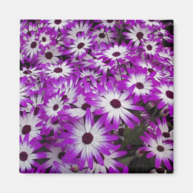 Flower pattern, Kuekenhof Gardens, Lisse, Magnet (Front)