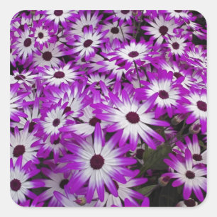 Flower pattern, Kuekenhof Gardens, Lisse, Square Sticker