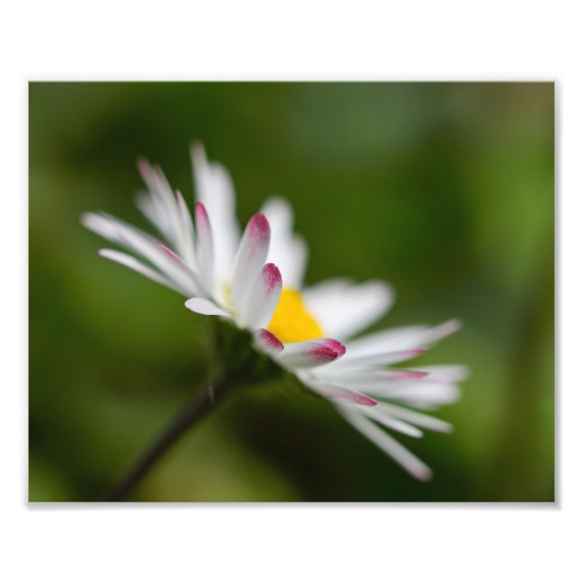 flower petals photo print (Front)