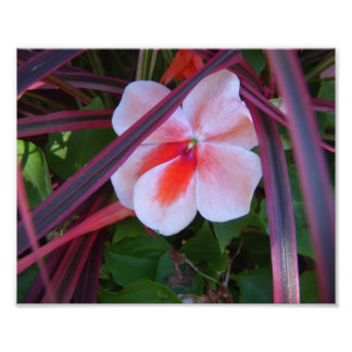 Flower Photo