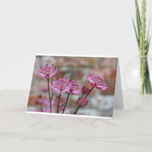 Flower photo Purple Astrantia picture Card