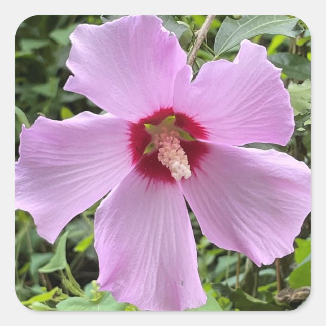 Flower Photo Square Sticker (Front)