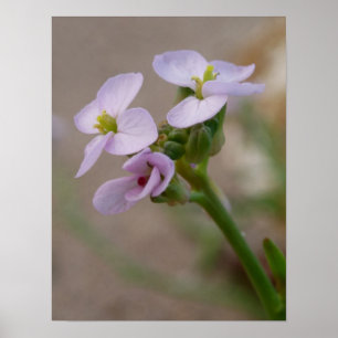 Flower Photographic Prints