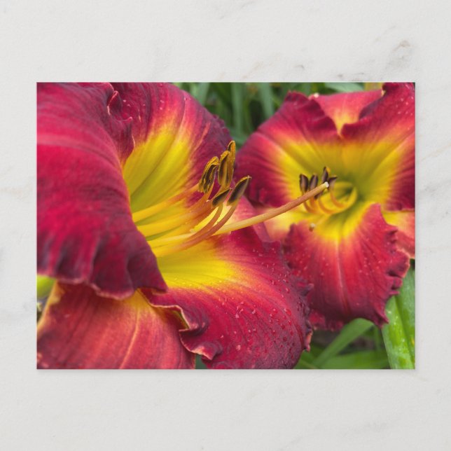 Flower Photography: Daylily "Dragon King" Postcard (Front)