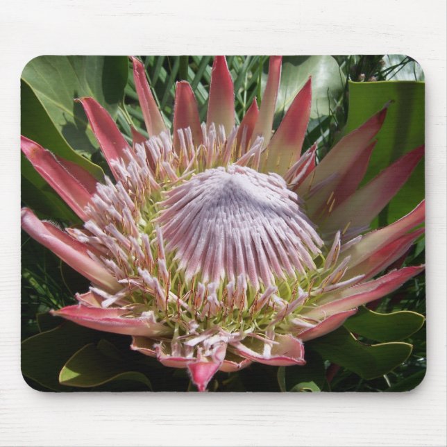 Flower Photography King Protea  Mouse Mat (Front)