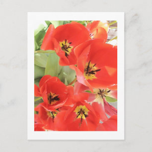 Flower Photography - "Red Flower 03" Postcard