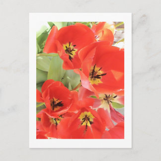 Flower Photography - "Red Flower 03" Postcard
