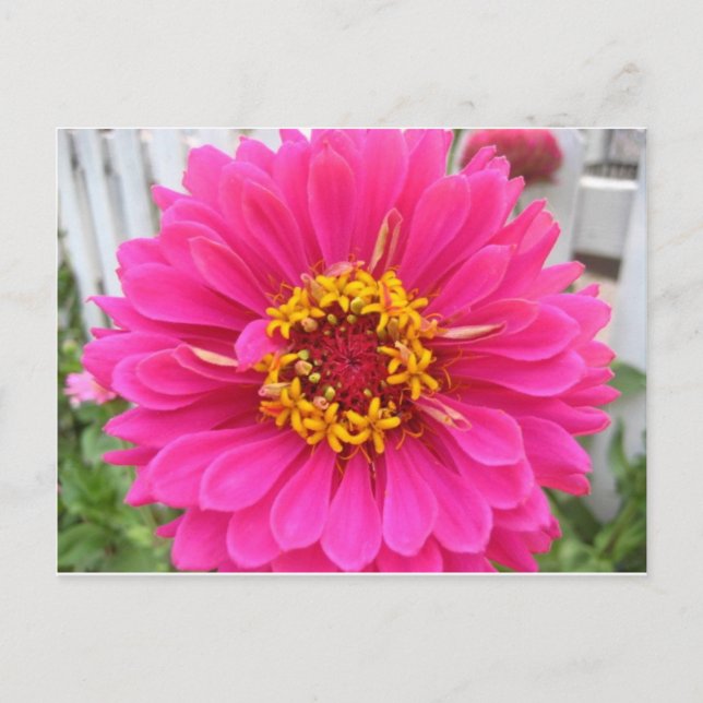 flower,pink state fair zinnia postcard (Front)