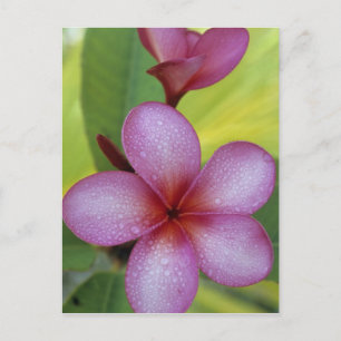 Flower, Plumeria sp.), South Pacific, Niue Postcard