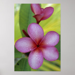 Flower, Plumeria sp.), South Pacific, Niue Poster