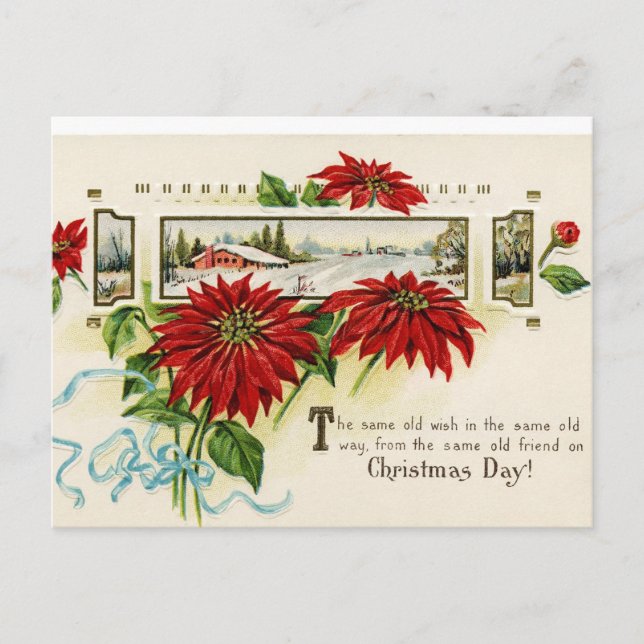 Flower Poinsettia Postcards (Front)