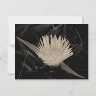 Flower Portrait in Black and White Postcard