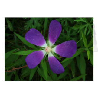 Flower Posing as a Purple Star / Estrella morada