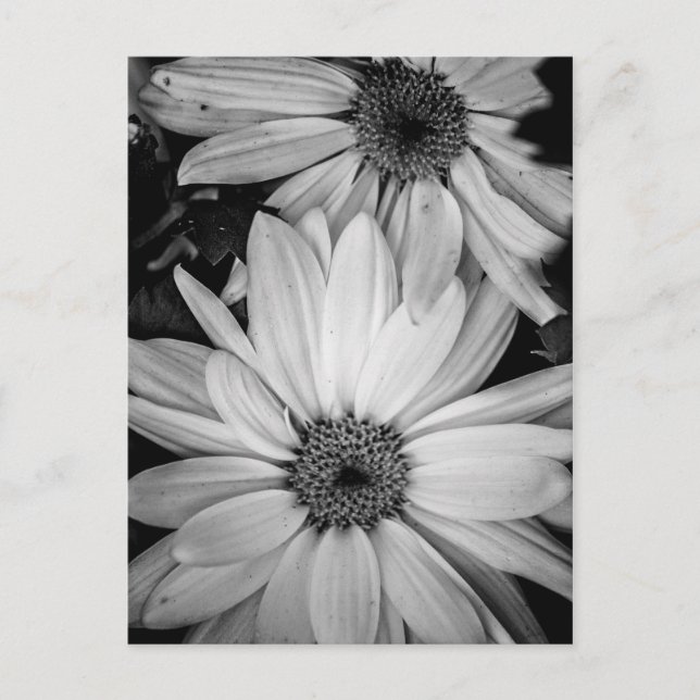 Flower Postcard (Front)