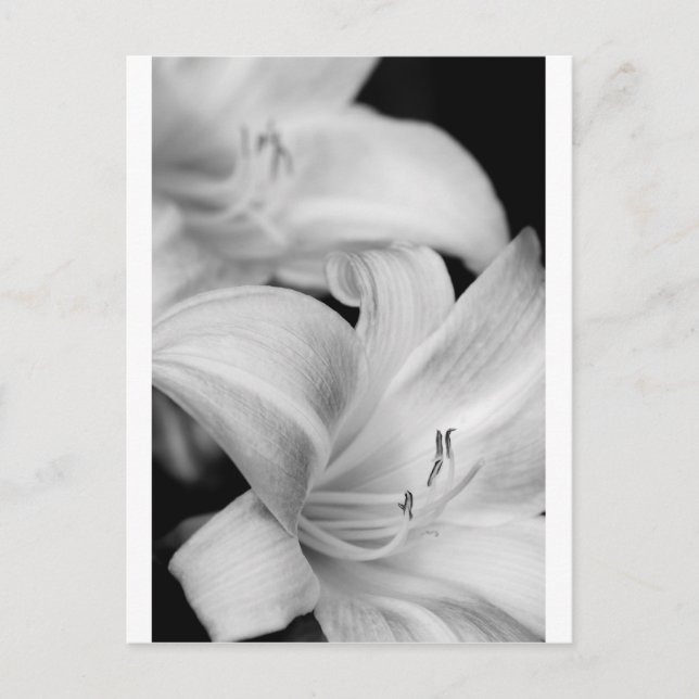Flower Postcard (Front)
