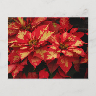 Flower Postcard
