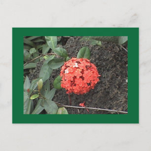 Flower Postcard