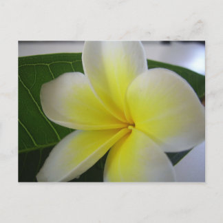 Flower postcard