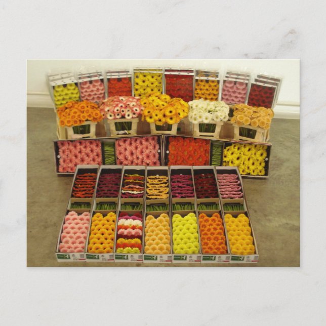 Flower postcard 86 (Front)