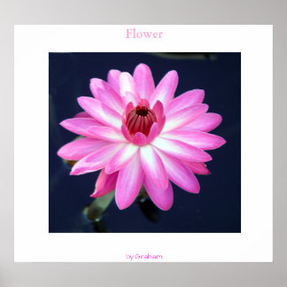 Flower Poster