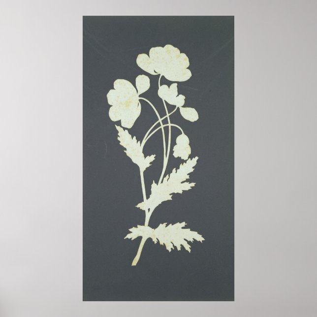 Flower Poster (Front)