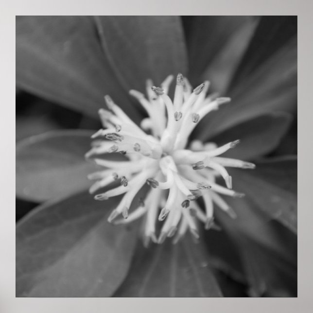 Flower Poster (Front)
