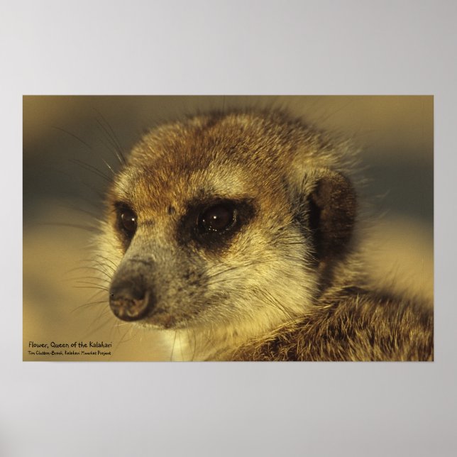 Flower Poster - Royal Whiskers Collection (Front)